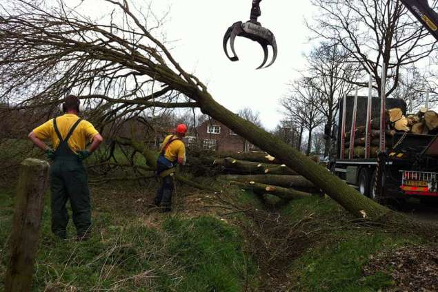 rooien van eikenbomen in Biezenmortel verwijderen van de stammen met de vrachtwagen